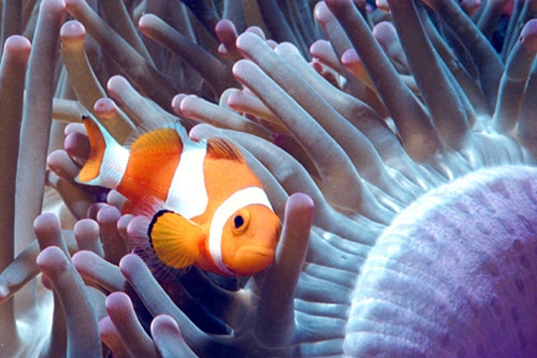 clown fish-2