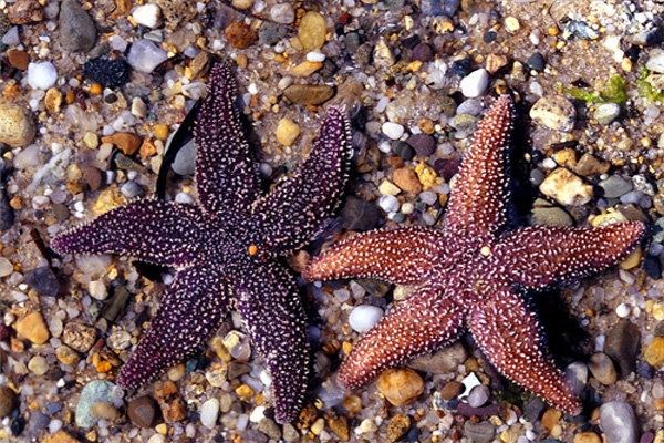 sea star-2