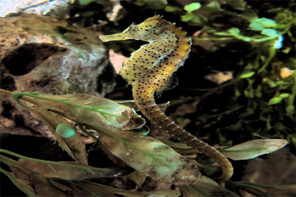 sea horse