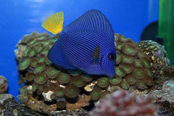 tang fish on sea anemon
