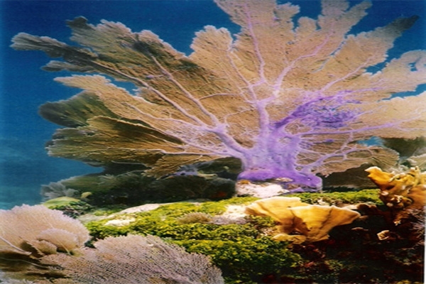 coral reef