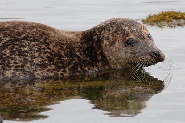 seal