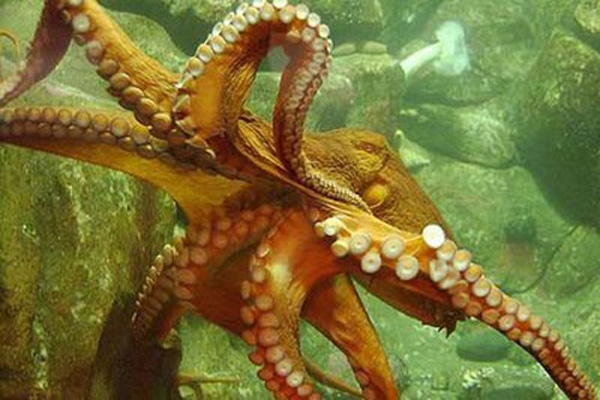 octopus-3