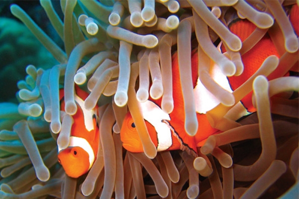 clown fish-1