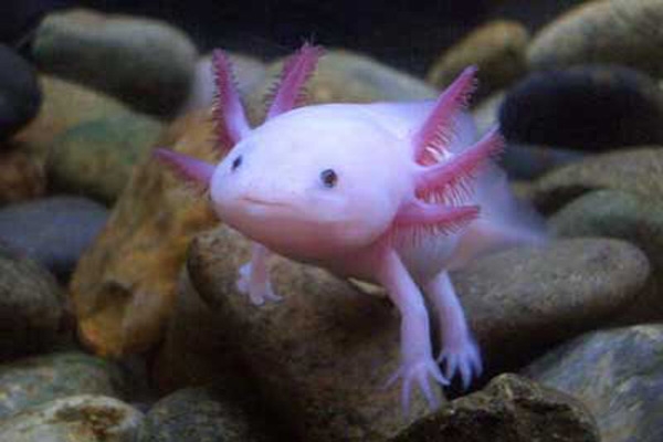 fish with hands-2