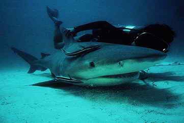 shark with diver