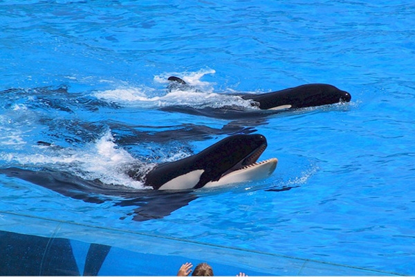 orca-killer wale2