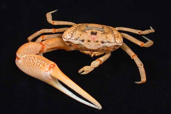 fiddler crab
