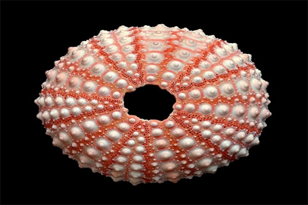 sea urcin