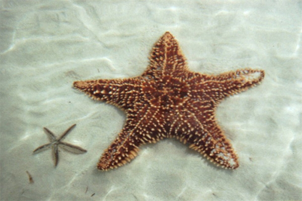 sea star-4