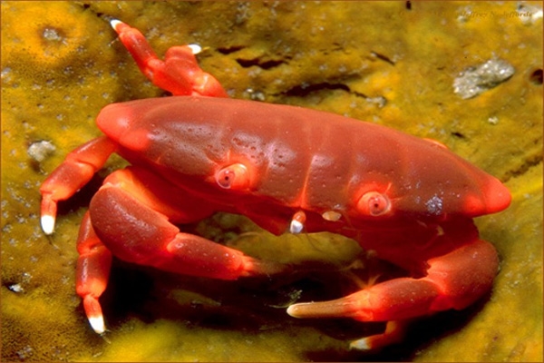 reef crab