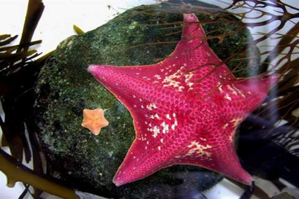 sea star-6
