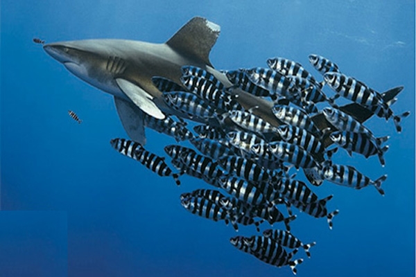 schooling shark & fish
