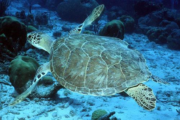 green sea turtle-3