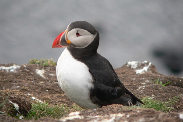 sea bird