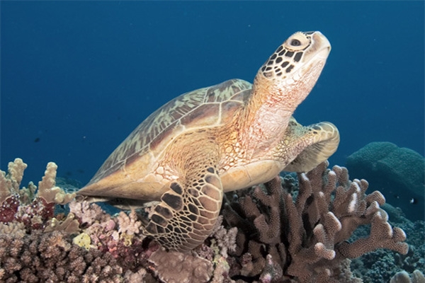 green sea turtle-2