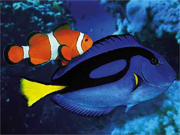 clown fish- tang fish