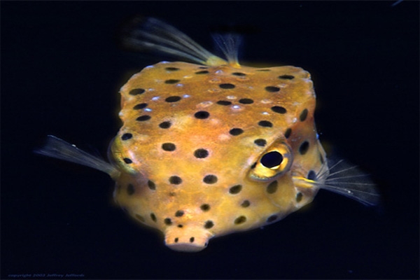 boxfish-1