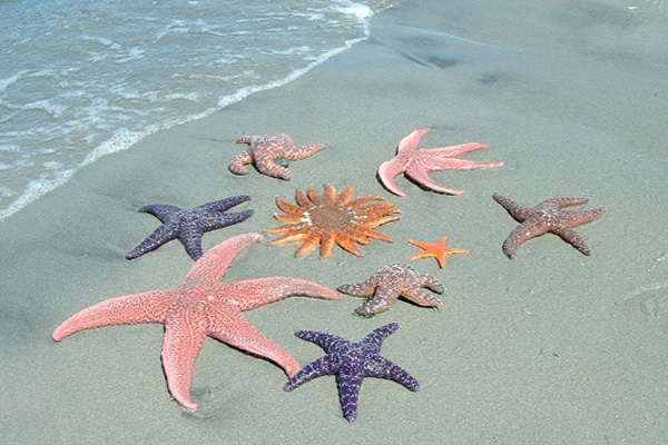 sea star-1