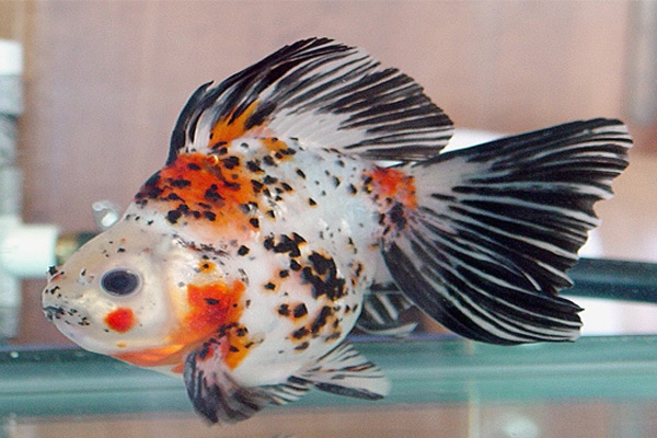 gold fish