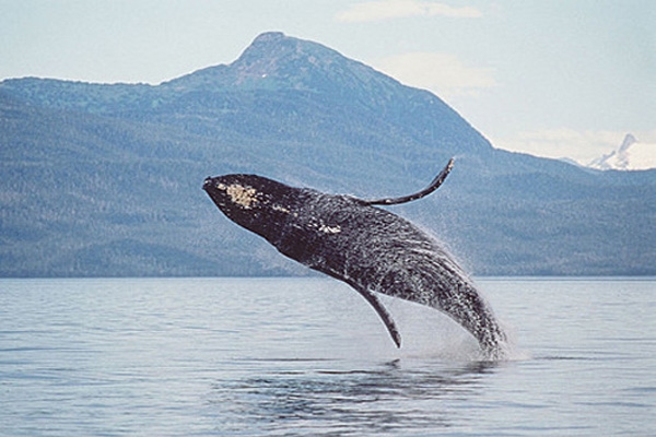 humpback wale