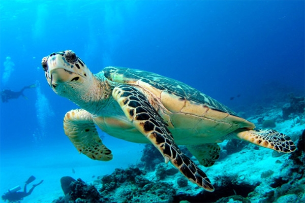 hawkbill turtle-1