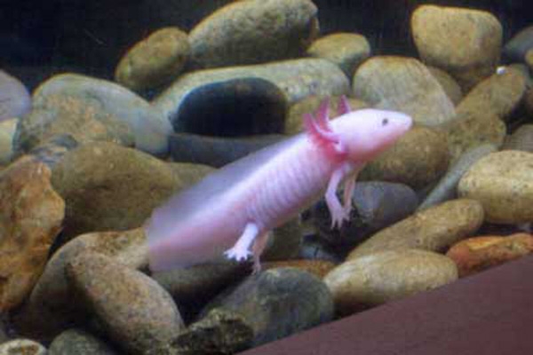 fish with hands-1