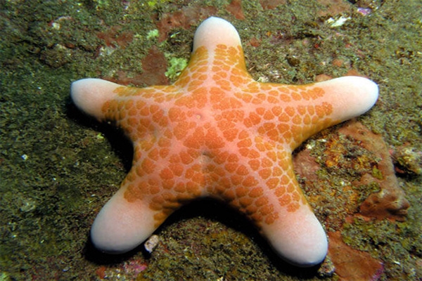 sea star-5