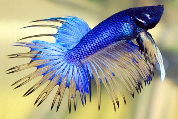 betta fish