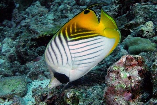 butterfly fish-1