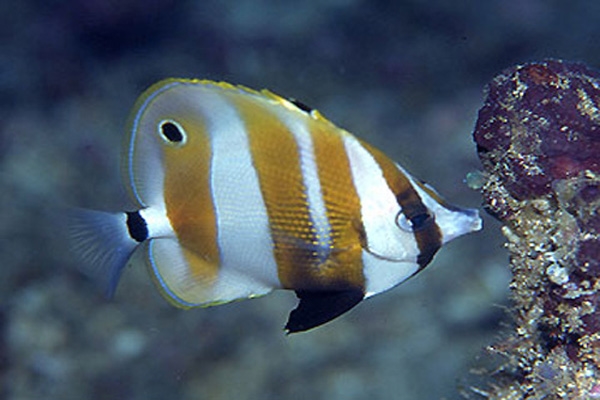 butterfly fish-3