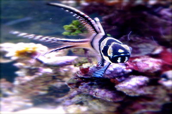 tropical fish