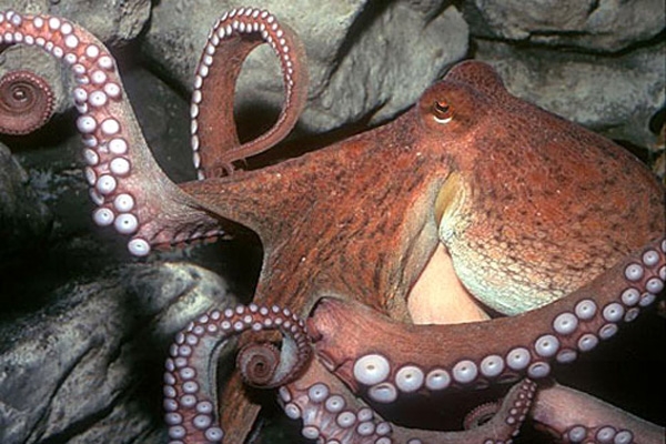 octopus-4