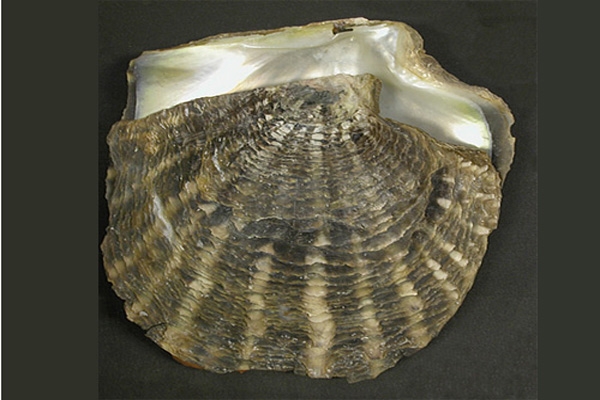 pearl oyster-Pinctada radiata