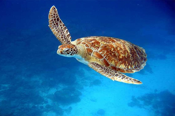 hawkbill turtle-2