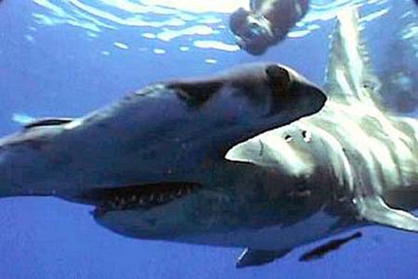 hammerhead shark