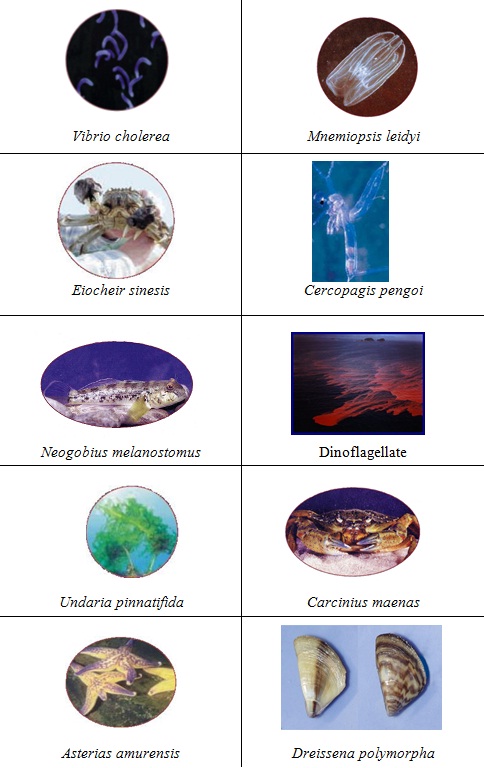 invasive species