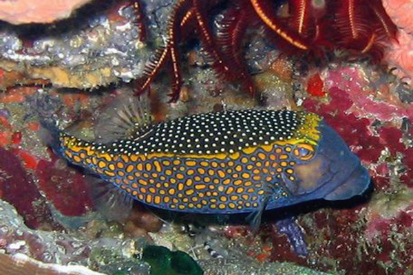 boxfish-3