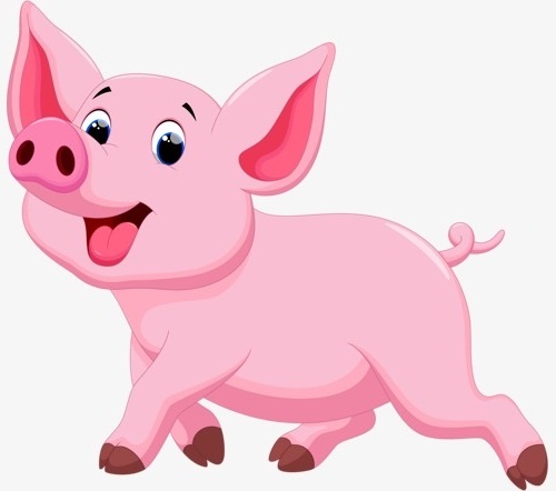 pig